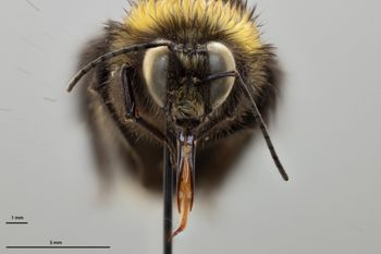 Media type: image;   Entomology 810744 Aspect: head frontal view